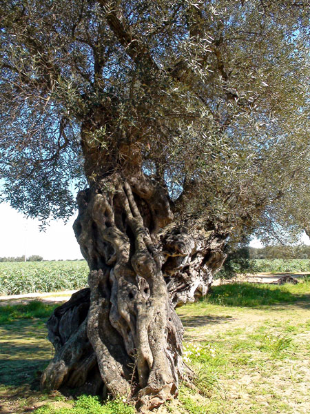 215-olivenbaum
